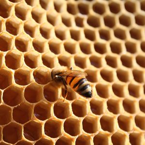 archimar-honey-bee-10052324