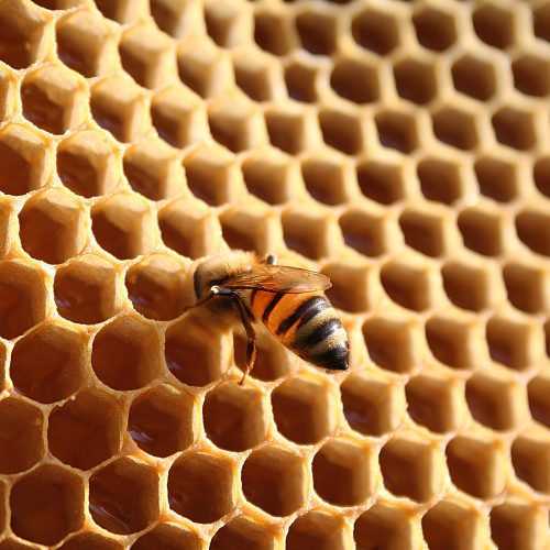 archimar-honey-bee-10052324